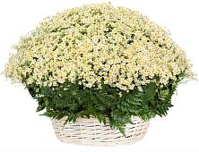 Цветочная композиция из Ромашки в корзине #REPLACE_PRED# Камышеватской